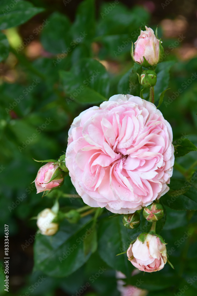 Obraz premium Rose, Rosa, Beetrose, Märchenland
