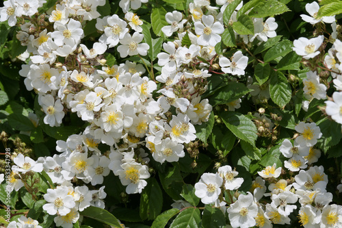 Rose,  Wildrose, Büschel-Rose, Rosa multiflora