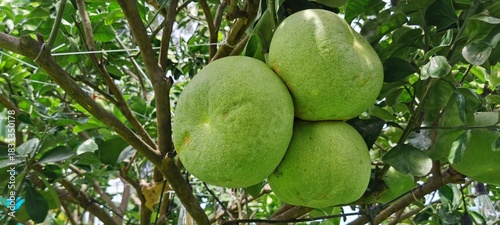 A cluster of three large, round, light green pomelo fruits (Citrus maxima) hanging from a lush tree branch, surrounded by bright green leaves in a sunny tropical orchard.