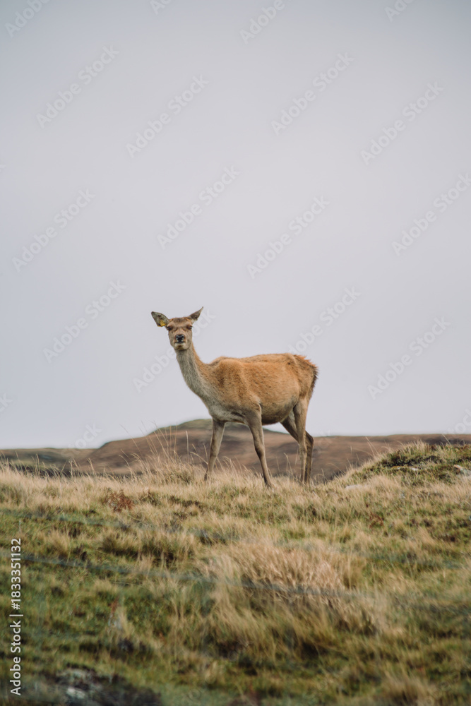 Obraz premium A female Red Deer (hind) standing alert in the vast, wild landscape of the Scottish Highlands. The deer is framed on top of the dry autumn grass-covered hills