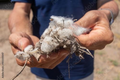 Hands of farmer showing raw cotton growing in the field