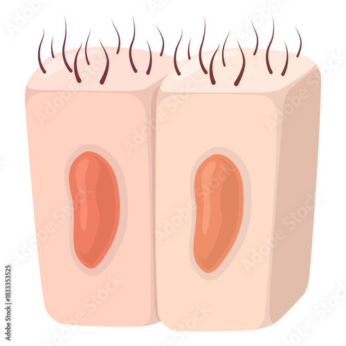 Epithelial cells illustration