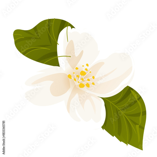 Snowdrop leaf flower petal flat