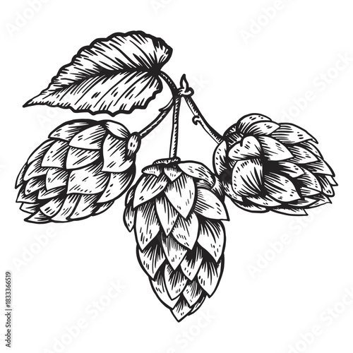 Cone hop illustration