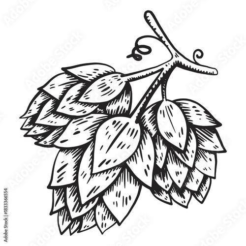 Hop cone illustration