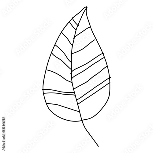 Leaf vein stalk stem hand drawn line