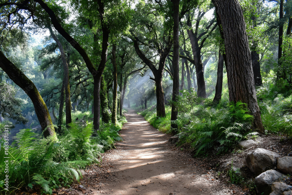 Fototapeta premium Sunlit Forest Path with Lush Ferns and Trees