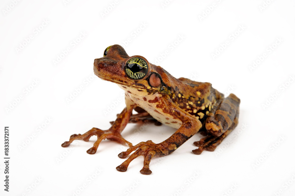 Fototapeta premium Amazonas-Milchfrosch, Knochenkopflaubfrosch // Manaus slender-legged tree frog (Osteocephalus taurinus) - Amazon rain forest