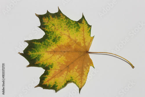 a fallen leaf is a sign that summer has ended
