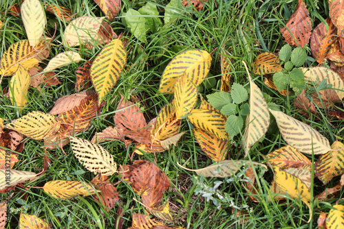 a fallen leaf is a sign of the beginning of autumn