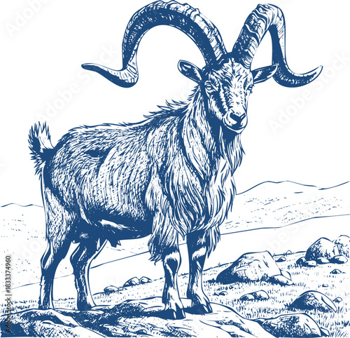 Blue Ibex Standing on Rocky Ground with Large Curved Horns goat animal