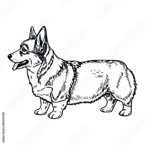 Standing corgi dog in black and white hand-drawn style shown in profile