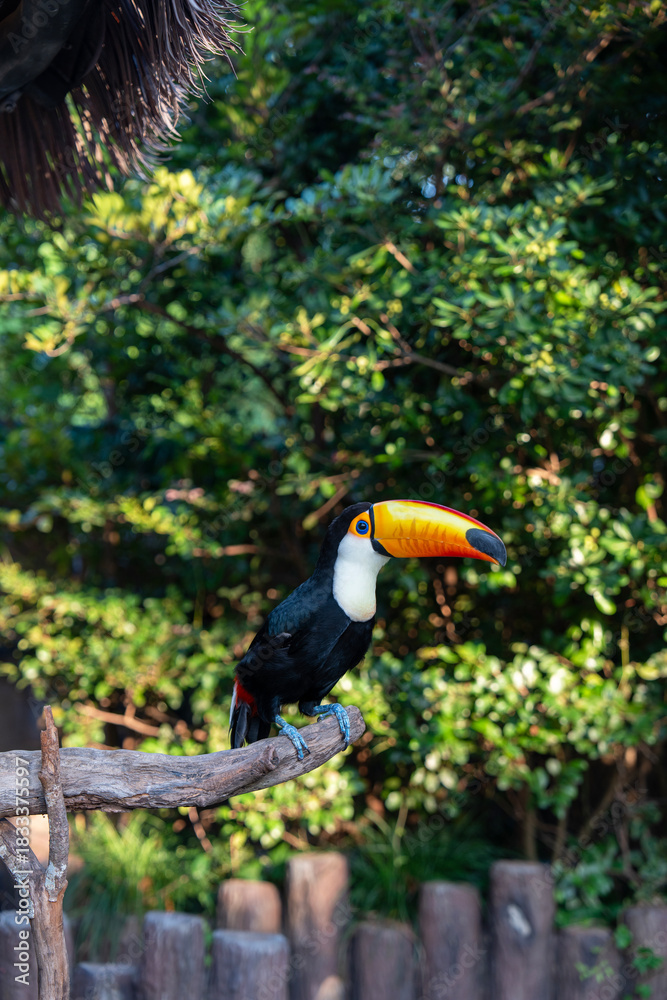 Obraz premium Toucan is Neotropical bird in family Ramphastidae in Shanghai wild animal park, China. Vertical image