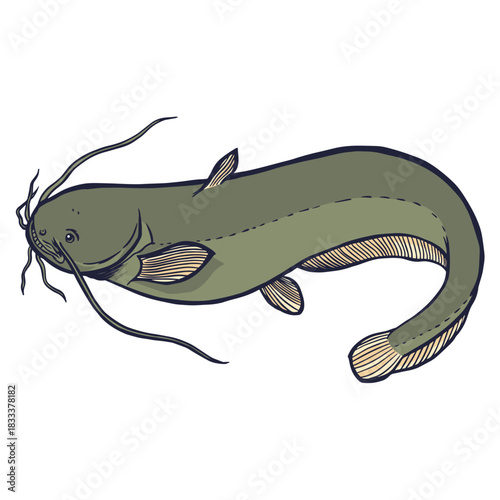 European catfish stroke