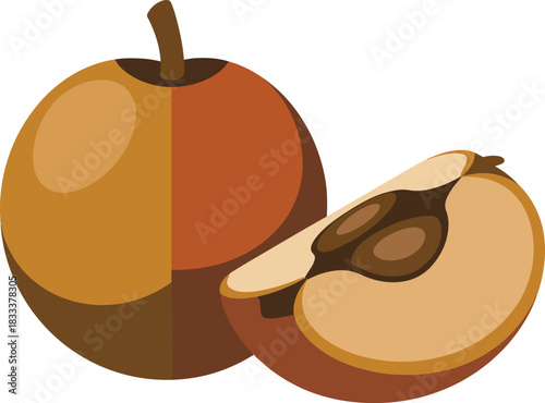 Whole and sliced fresh loquat fruit simple vector illustration design sweet healthy summer food snack drawing