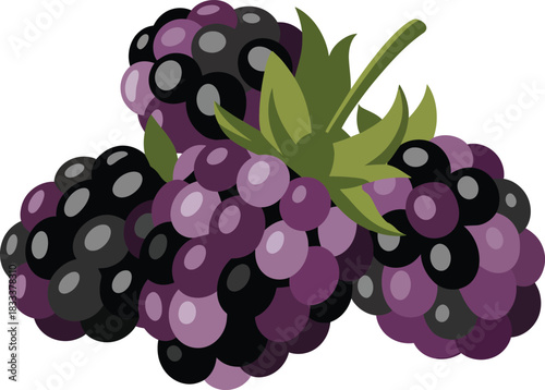 Blackberry fruit cluster with green leaves vector illustration group of ripe dark purple and black berries