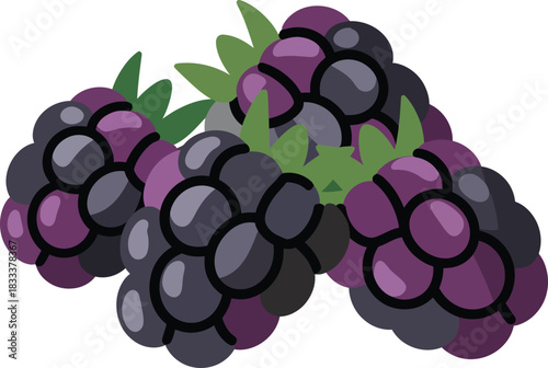 Delicious organic garden blackberries fresh ripe dark fruit harvest summer dessert healthy snack food drawing