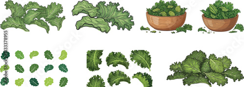 Fresh Kale Leaves and Crispy Kale Chips Vector Illustration Pack