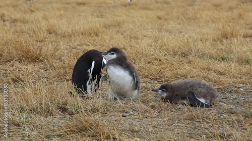 Penguin on Isla Magdalena standing in coastal habitat with natural terrain, wildlife behavior, Patagonian ecosystem, birdlife detail, travel nature footage capturing environmental scene backdrop views