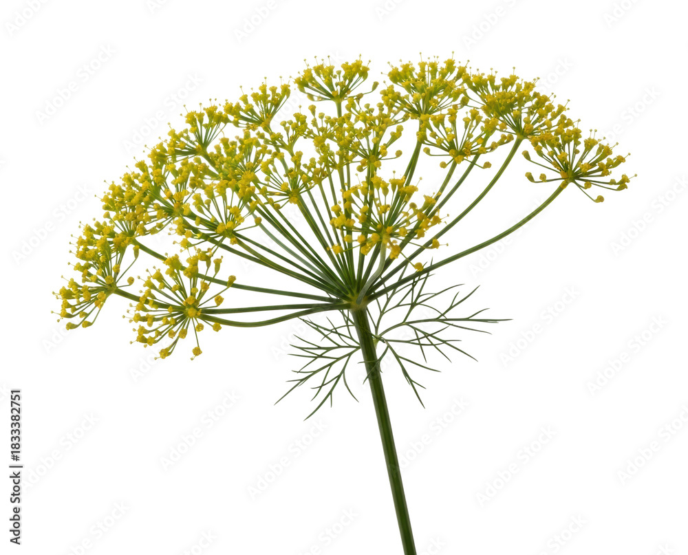 Fototapeta premium Delicate yellow dill flower in nature view botanical beauty isolated on transparent background