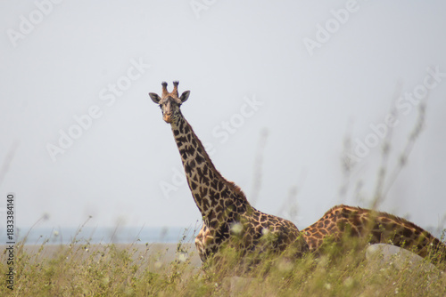 beautiful giraffe on the plain in Serengeti National Park, Tanzania, Africa