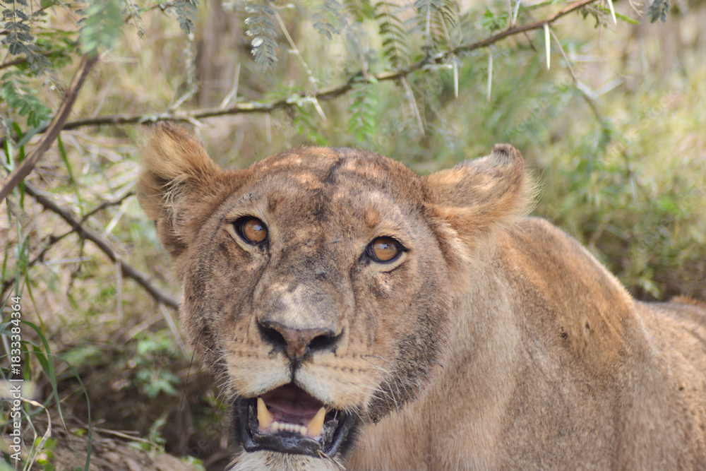 Obraz premium Stunning lioness in savanna in Serengeti National Park, Tanzania, Africa on safari game drive.
