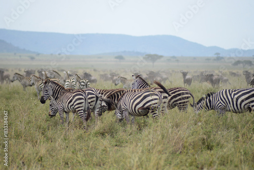 Photography Great migration in Serengeti National Park, Tanzania, Africa on a game drive