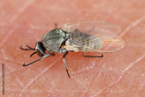Foto Black flies or blackflies (sometimes called buffalo gnats, turkey gnats, or white socks) are flies in the family Simuliidae
