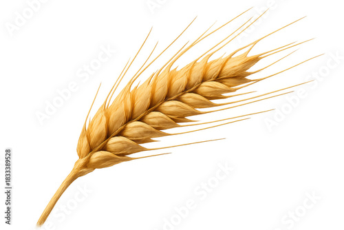 Golden wheat ear with ripe grain showing agricultural concepts, harvest, and food production on a transparent background
