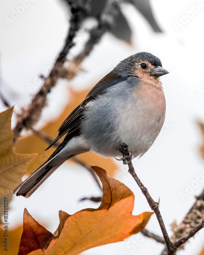 Fringilla coelebs madeirensis. Close-up of a colorful songbird perched on an autumn branch, surrounded by warm-toned fall leaves – detailed wildlife photography capturing nature’s seasonal charm
