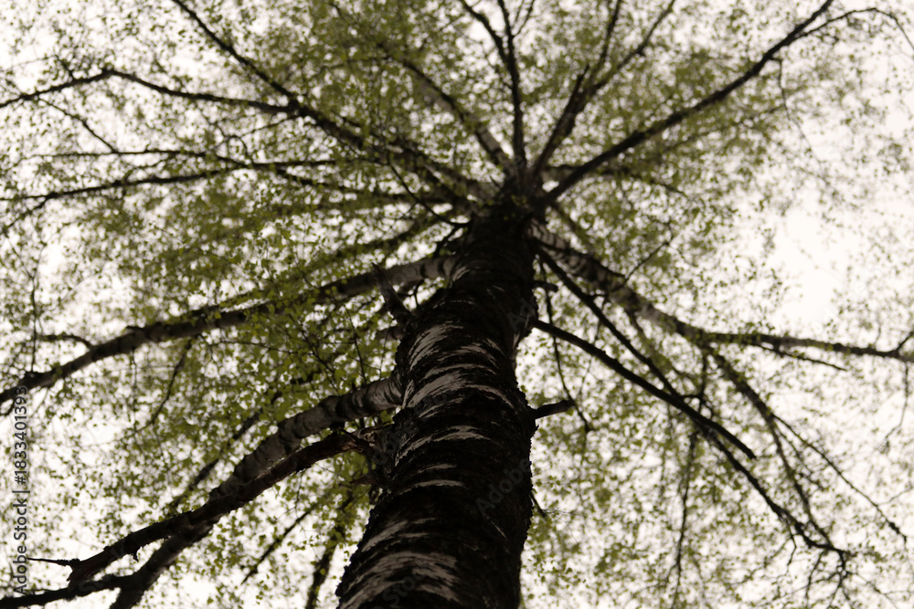 Fototapeta premium White birch under my window.