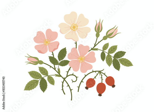 Illustration of a dog rose, a medical botanical, depicted in isolation