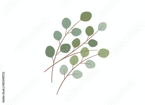 A set of realistic vector illustrations featuring Eucalyptus gunnii branches, isolated gum tree twigs on a white background, a collection of forest foliage design elements, evergreen tree leaves, and