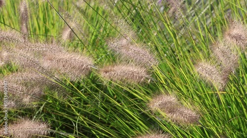 Lampenputzergras Fruchtstände im Wind
