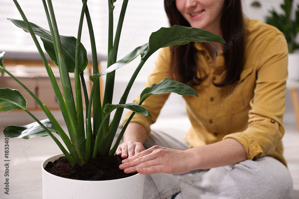 Obraz premium Woman transplanting houseplant into pot on floor at home, closeup