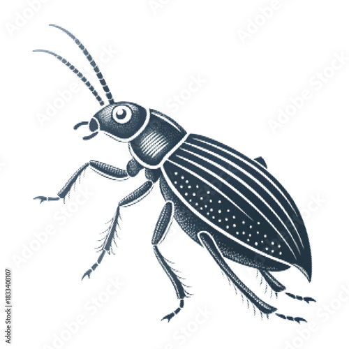 Vector halftone illustration of a detailed beetle insect with textured shading, stylized entomology drawing showcasing naturalistic anatomy, vintage engraving aesthetic and biological precision
