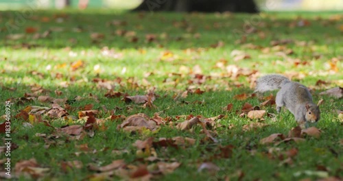Squirrel jumping on the lawn full of autumn fallen leaves