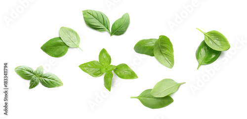 Fresh green basil leaves on white background, collage