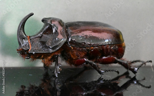 A bright and large rhinoceros beetle