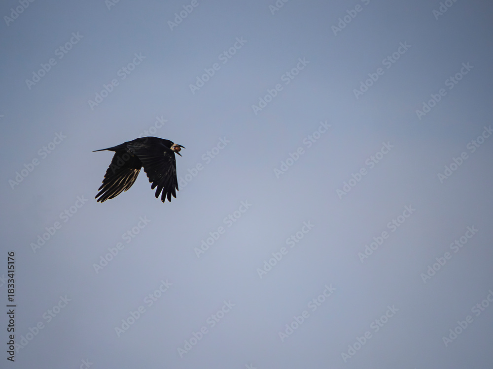 Fototapeta premium vulture in flight