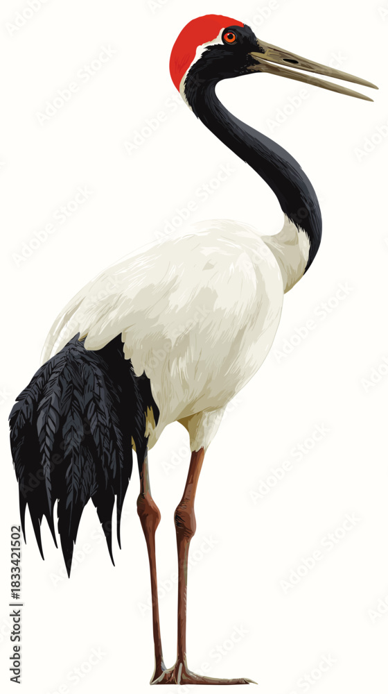 Naklejka premium Vector illustration of a red-crowned crane bird isolated on a white background