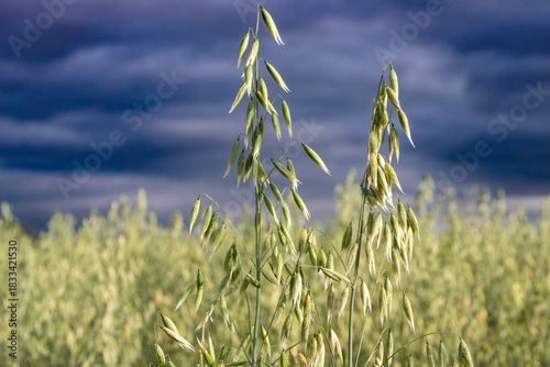field of dramatic oats