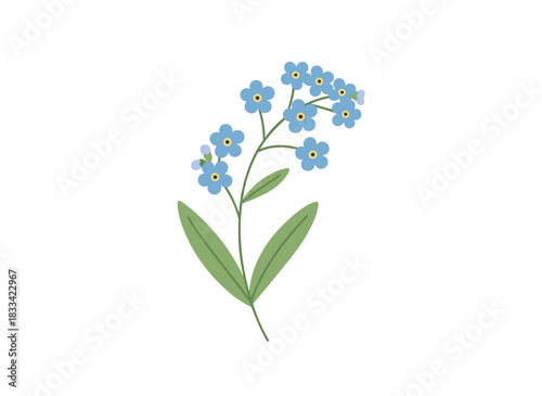 A hand‑drawn, realistic botanical vector illustration of forget‑me‑not flowers isolated on a white background, detailing this wild perennial herbaceous plant in an elegant vintage style