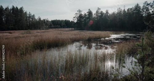 Nordic Autumn Marsh Reflections