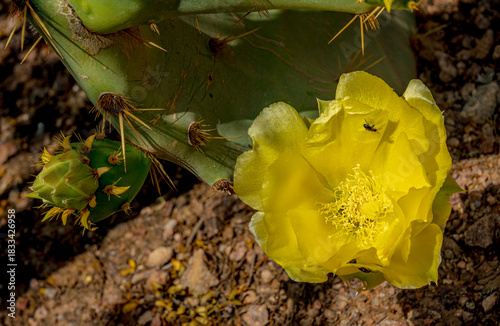 Bright yellow prickly pear cactus flower in the spring desert near Phoenix Arizona