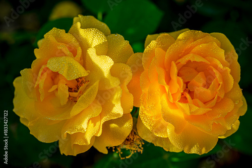 Bright dewey hybrid roses in as spring garden