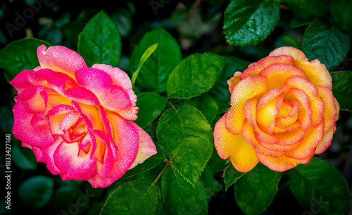 Bright dewey hybrid roses in as spring garden