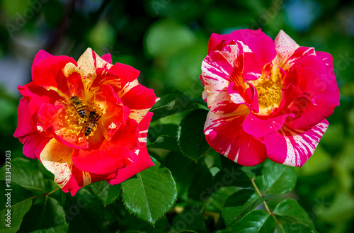 Beautiful dewey hybrid roses in a spring garden