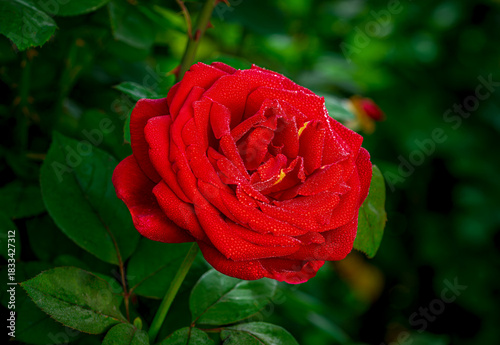 Bright dewey hybrid roses in as spring garden