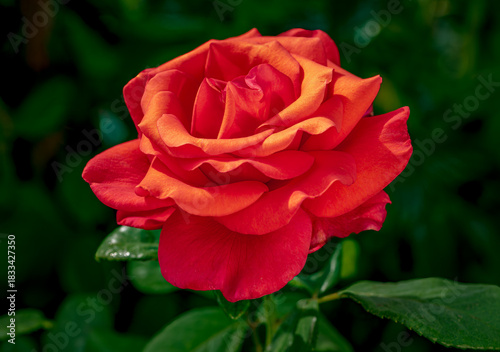 Bright dewey hybrid roses in as spring garden